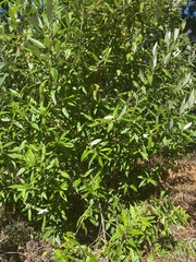 Nematolepis squamea squamea