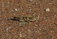 Chortoicetes terminifera