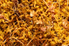 Triquetrella papillata