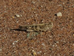 Chortoicetes terminifera