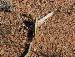 Chortoicetes terminifera