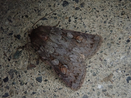 Vaccinium xestia moth