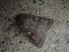 Xestia albuncula