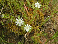 Stellaria pungens