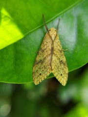 Lophocampa