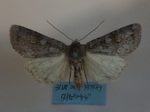 Vaccinium xestia moth