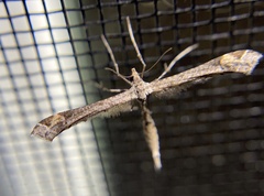 Anstenoptilia marmarodactyla
