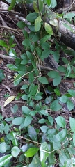 Cobaea scandens