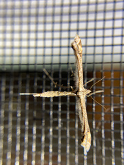 Anstenoptilia marmarodactyla
