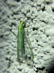 Chrysoperla