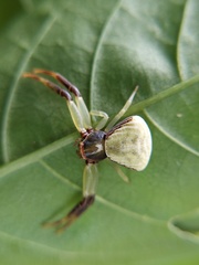 Misumenoides