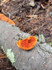 Trametes coccinea