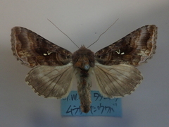 Autographa buraetica