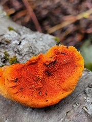 Trametes coccinea
