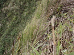 Eragrostis variabilis