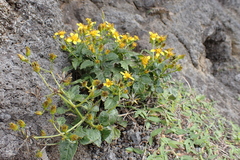Bidens sandvicensis sandvicensis