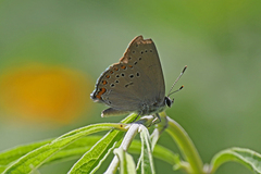 Satyrium titus