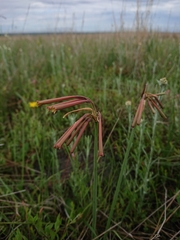 Cyrtanthus stenanthus