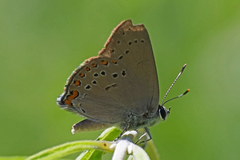 Satyrium titus