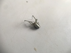 Leucauge dromedaria