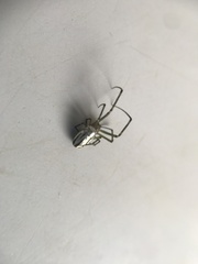 Leucauge dromedaria