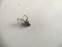 Leucauge dromedaria