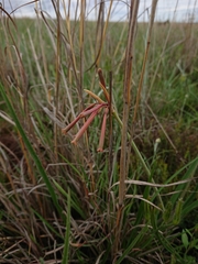 Cyrtanthus stenanthus