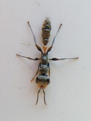 Pseudomyrmex gracilis