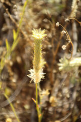 Ptilotus polystachyus