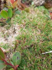 Dichanthelium koolauense