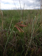 Cyrtanthus stenanthus