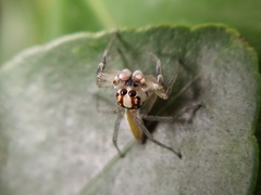 Chira