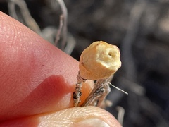 Rhopalomyia lignitubus