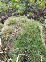 Dichanthelium koolauense