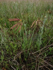 Cyrtanthus stenanthus