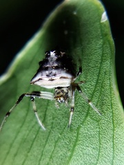 Verrucosa
