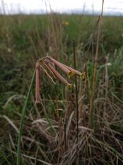 Cyrtanthus stenanthus
