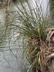 Cladium mariscus
