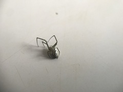 Leucauge dromedaria