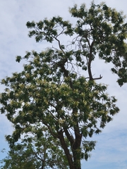 Millingtonia
