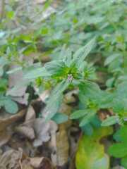 Cuphea carthagenensis