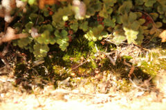 Asplenium subglandulosum