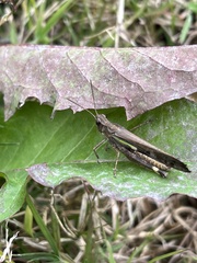 Aiolopus thalassinus tamulus