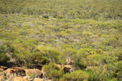 Calyptorhynchus banksii
