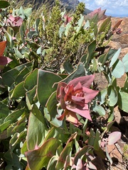 Protea amplexicaulis
