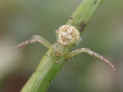 Thomisidae