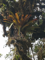 Tillandsia complanata