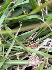 Conocephalus maculatus