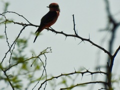 Pyrocephalus rubinus