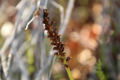 Microtis eremaea